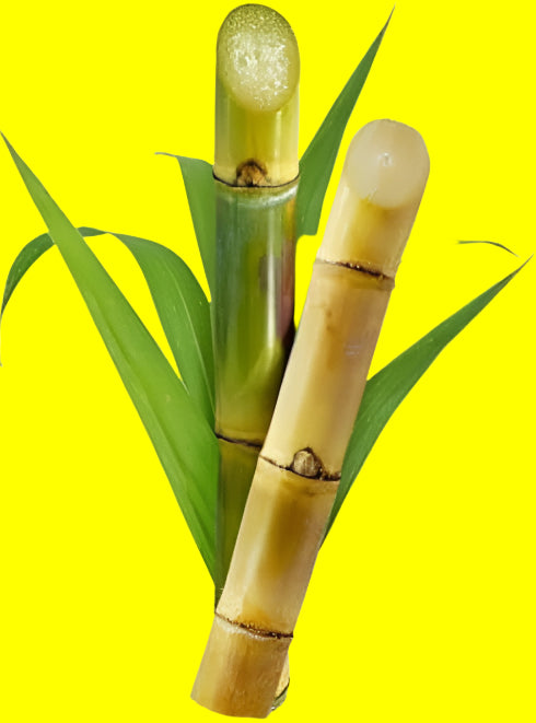Fresh Sugar Cane