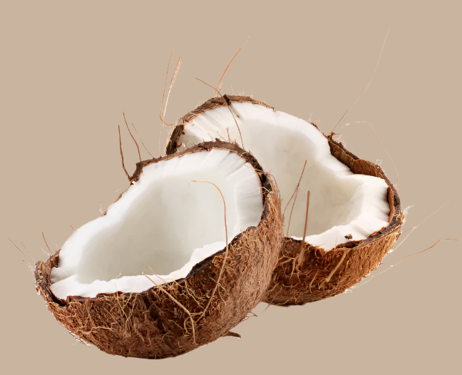 Fresh Coconut 1pc - MD Store