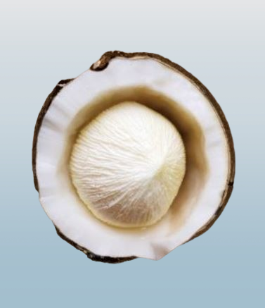 Fresh Tombong Coconut