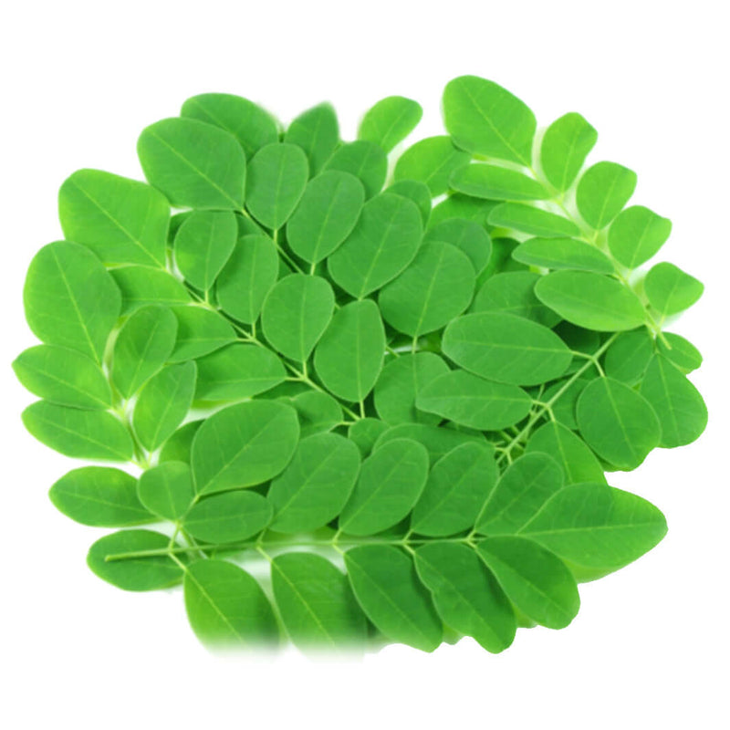 Moringa Blaetter